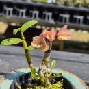 지일농장 이미지