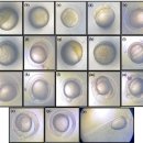 블랙테트라(Gymnocorymbus ternetzi)의 종묘생산과 배아의 발육 이미지