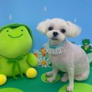 쁘띠아키 이미지