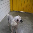 수애견미용실 이미지