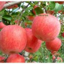 쌍둥이네농장 이미지