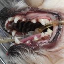 카페거리 동물병원 동행 이미지