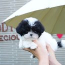 부산강아지분양 테디럽 명지본점 이미지