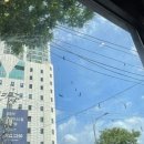 중부카센타 | 러브버그 대처법 완벽 가이드 2025 ★ 피해 예방부터 청소까지