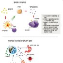 알레르기비염의 원인과 좋은 음식&amp;차 (치료방법)