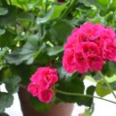 조향 블랜딩 이미지