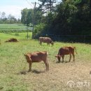 경영축산 이미지