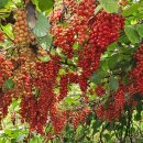 오미자 화장실 이미지