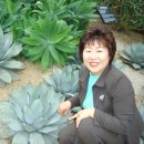 향인 이미지