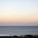 1209 에라티오르 베고니아 이미지