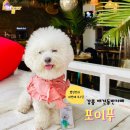 발리애견호텔 이미지