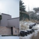 들에핀 매화 이미지