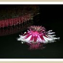 연꽃세상 이미지