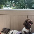 더오래뜰