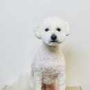 엘로이펫(L.ROYpet) 이미지