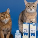 덴탈투게더 이미지