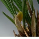 酒 사발 이미지