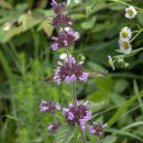 층층이꽃(Clinopodium chinense var. parviflorum) 이미지