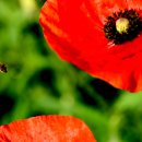 혜안약국 이미지