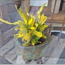 연희동 영월 이미지