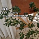 풀숲#1 | 대구개업화분 추천 감성 식물공간 풀숲 | 천국의 계단 다육이 후기