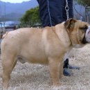 명품켄넬 이미지