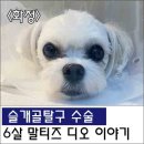 디오 동물병원 이미지