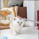 캣스토리 고양이분양 일산본점 이미지