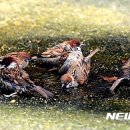 참새