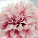 백의민족 이미지