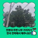 전봇대 옆 | 전봇대 주변 나무 가지치기 한국 전력에서 해주나요?