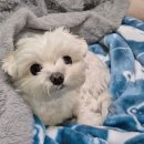 (주)럭키자동차서비스 | 26.3_3w (럭키 탄생! 제왕절개 출산 후기, 밝은미래산부인과)