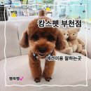 캉스펫 | 부천애견미용 캉스펫 추천! 위생목욕·닭발·얼굴컷 솔직후기
