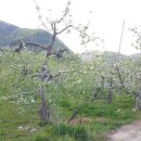 구라농장 이미지