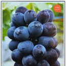 대청농원 이미지