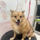 마이뷰티독 이마트 월계점 | 월계동 애견미용전문 마이뷰티독 이마트월계점에서 복실강아지 멋지게 미용해주세요