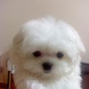 콩이 Daum카페