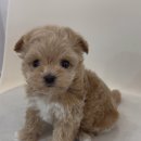 베베멍 강아지고양이분양 시흥본점 이미지