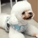 디자인바이펫 이미지