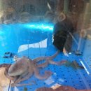 착한낙지 이미지