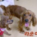 라운 이미지