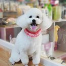 함안 애견샵 러블리펫 이미지