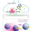 뼈와 건강 세마나 - 칼슘과 불임(SAC 칼슘의 향상성) 이미지