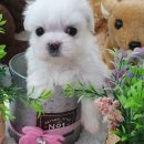 우아펫 대전점 이미지