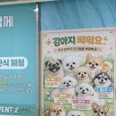 약지애견카페 | 인천강아지체험 약지상주견 애견카페 / N번째 방문후기