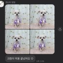 개나리 멍멍 이미지