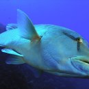 못된 강아지 이미지