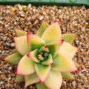 골드크레마 이미지