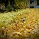 오각놀이공원 이미지