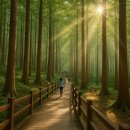 추암골산장 | 숲 향기에 취하다 🌿 “축령산 편백숲에서 마음 충전 완료”